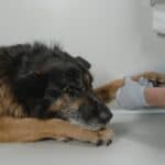 Erste Hilfe für Haustiere Tipps vom Tierheimsponsoring