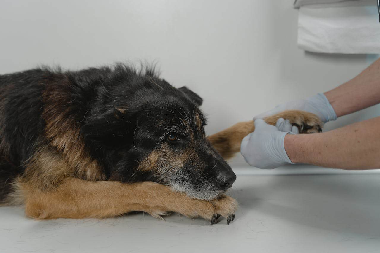 Erste Hilfe für Haustiere Tipps vom Tierheimsponsoring